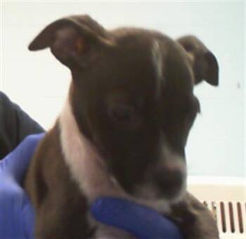 A1271150 -  Mixed Breed Dog for Adoption in Charlotte, North Carolina - A1271150 | PetCurious