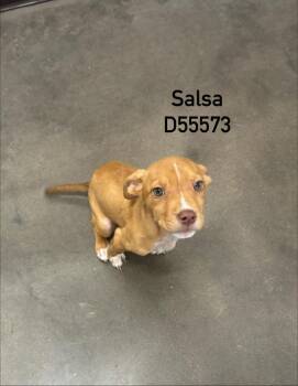 Salsa -  Mixed Breed Dog for Adoption in Clarksville, Tennessee - Salsa | PetCurious