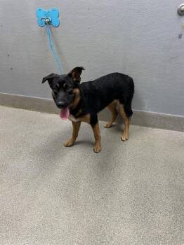 JADE -  German Shepherd Dog Dog for Adoption in Las Vegas, Nevada - JADE | PetCurious