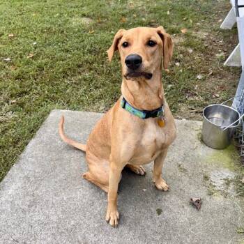 Bella FKA Candi -  Doberman Pinscher and Mixed Breed Dog for Adoption in Chesapeake, Virginia - Bella FKA Candi | PetCurious