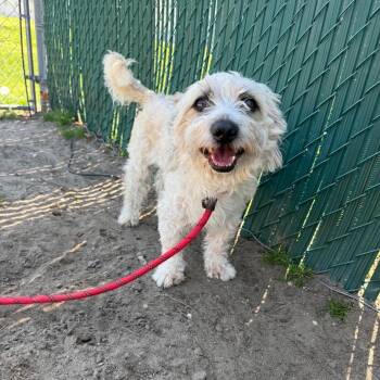 Terrier Dogs Available for Adoption in Vineland, New Jersey - Archie | PetCurious