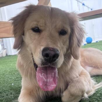 Golden Retriever Dogs Available for Adoption - Woody | PetCurious