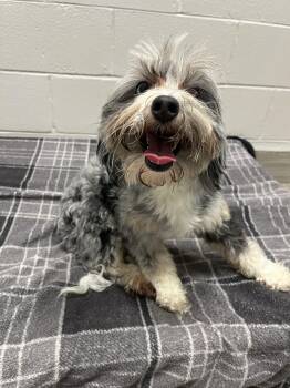26-235 -  Aussiedoodle Dog for Adoption in Lindenhurst, New York - 26-235 | PetCurious