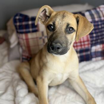 Black Mouth Cur Dogs Available for Adoption in Atlanta, Texas - Marcus | PetCurious