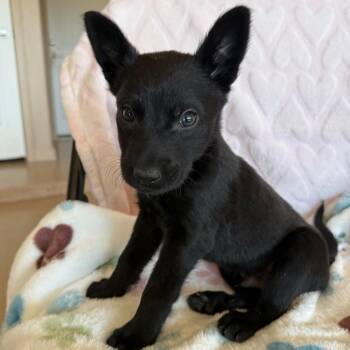 Labrador Retriever Dogs Available for Adoption in Murray, Utah - Paperboy | PetCurious