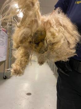AMY -  Maltese Dog for Adoption in Quincy, California - AMY | PetCurious