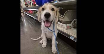Wallace (CP) -  Great Pyrenees and Anatolian Shepherd Dog for Adoption in Dallas, Texas - Wallace (CP) | PetCurious