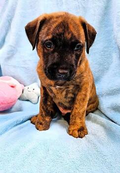 Morty -  American Bulldog Dog for Adoption in Mobile, Alabama - Morty | PetCurious