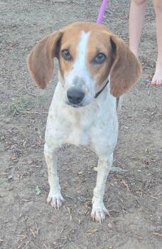 Darla -  Coonhound Dog for Adoption in Lexington, Massachusetts - Darla | PetCurious