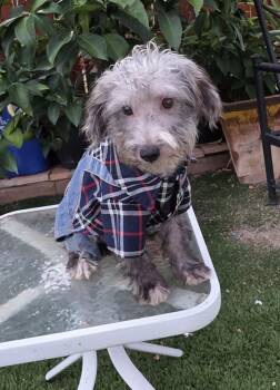 Dick -  Schnoodle Dog for Adoption in Fallbrook, California - Dick | PetCurious