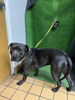 Pit Bull Terrier and Mixed Breed Dogs Available for Adoption - Francis | PetCurious