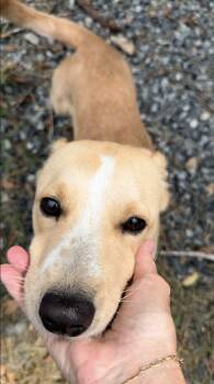 Nyla -  Labrador Retriever Dog for Adoption in Thomasville, North Carolina - Nyla | PetCurious