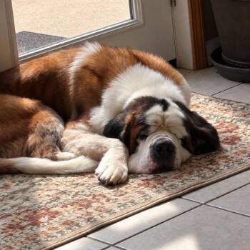 Ymir -  Saint Bernard Dog for Adoption in Springfield, Missouri - Ymir | PetCurious