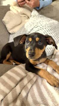 Rat Terrier and Labrador Retriever Dogs Available for Adoption in Mobile, Alabama - Biscotti | PetCurious