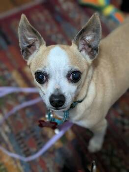Chaz -  Chihuahua Dog for Adoption in Maybrook, New York - Chaz | PetCurious
