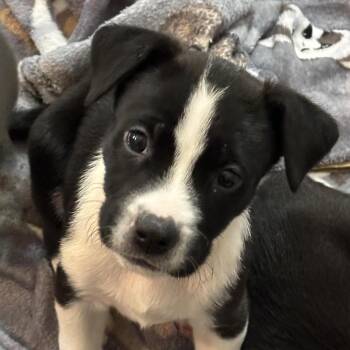 Magic - A Curious, Playful, Affectionate Puppy -  Terrier Dog for Adoption in Houston, Texas - Magic - A Curious, Playful, Affectionate Puppy | PetCurious
