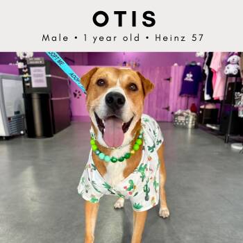 Otis -  Black Mouth Cur and Mixed Breed Dog for Adoption in Tucson, Arizona - Otis | PetCurious