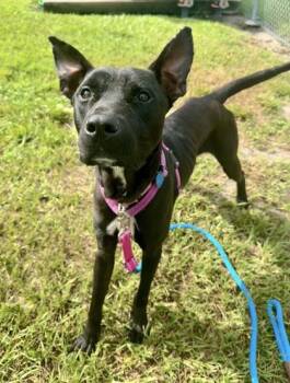 Jolly -  Mixed Breed Dog for Adoption in Vero Beach, Florida - Jolly | PetCurious