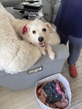 Bell-air FH -  Bichon Frise and Terrier Dog for Adoption in Sanford, Florida - Bell-air FH | PetCurious