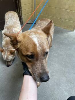 ROWAN -  Australian Cattle Dog Blue Heeler Dog for Adoption in Stockton, California - ROWAN | PetCurious