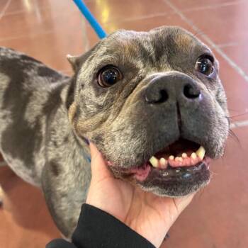 English Bulldog Dogs Available for Adoption - Petunia | PetCurious