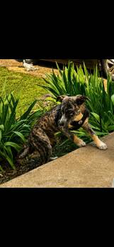 Shepherd Dogs Available for Adoption in Holly Springs, Mississippi - Freddie Mercury | PetCurious