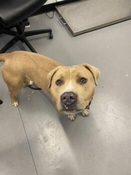 Rescue Mixed Breed Dogs for Adoption in West Chester, Pennsylvania - Gnochie | PetCurious