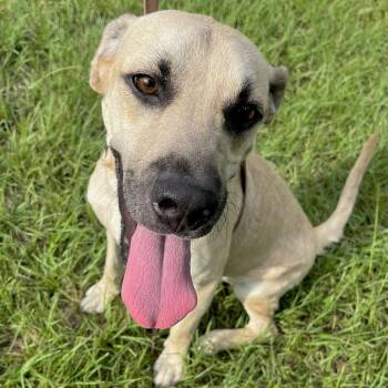 Jalapeno -  Black Mouth Cur and Mixed Breed Dog for Adoption in Englewood, Florida - Jalapeno | PetCurious