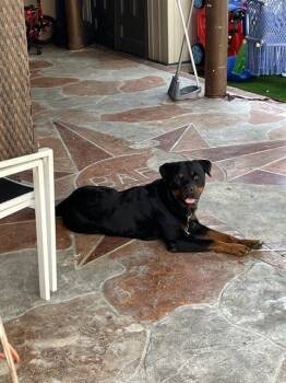 TYSON -  Rottweiler Dog for Adoption in Doral, Florida - TYSON | PetCurious