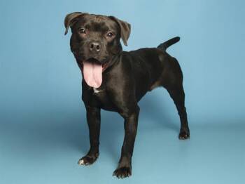 Labrador Retriever and Pit Bull Terrier Dogs Available for Adoption - GOOBER | PetCurious