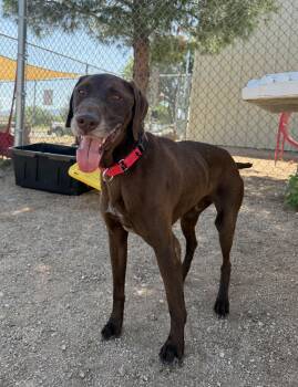 Ragnar -  German Shorthaired Pointer Dog for Adoption in Sierra Vista, Arizona - Ragnar | PetCurious