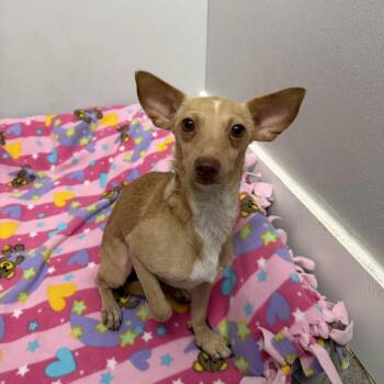Yoda -  Chihuahua and Mixed Breed Dog for Adoption in Jupiter, Florida - Yoda | PetCurious