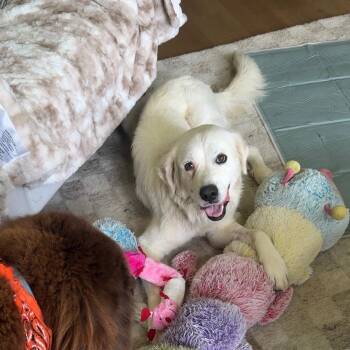 Jolene -  Great Pyrenees Dog for Adoption in Pflugerville, Texas - Jolene | PetCurious