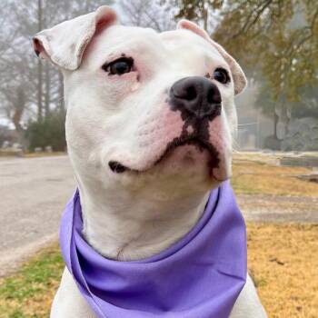 Playful PINKY - Very Cute & Sweet Deaf Girl -  American Bully Dog for Adoption - Playful PINKY - Very Cute & Sweet Deaf Girl | PetCurious