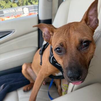 Winter -  Mixed Breed Dog for Adoption in West Chester, Pennsylvania - Winter | PetCurious
