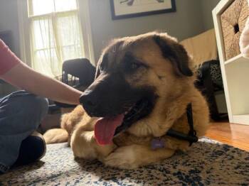 Chelsey & Lucas -  German Shepherd Dog Dog for Adoption in Roswell, Georgia - Chelsey & Lucas | PetCurious