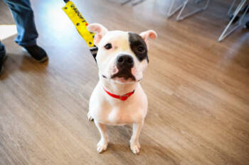 Rescue Mixed Breed Dogs for Adoption in West Chester, Pennsylvania - Mink | PetCurious