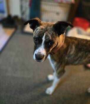 Lily -  Boxer Dog for Adoption in Aurora, Illinois - Lily | PetCurious