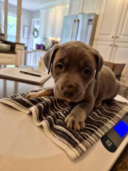 Whalen Jennings - Country Legend Litter -  Pit Bull Terrier Dog for Adoption in Holly Springs, North Carolina - Whalen Jennings - Country Legend Litter | PetCurious