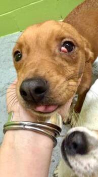 Paisley -  Terrier and Mixed Breed Dog for Adoption in New Orleans, Louisiana - Paisley | PetCurious