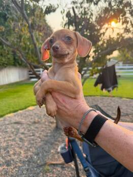 Andy -  Chihuahua and Dachshund Dog for Adoption in West Richland, Washington - Andy | PetCurious