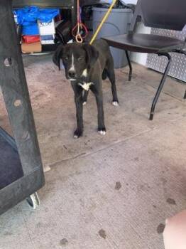 Labrador Retriever and Mixed Breed Dogs Available for Adoption in El Paso, Texas - 60826661 | PetCurious