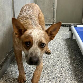 Stray Manor Dr. Red -  Cattle Dog Dog for Adoption in Roxboro, North Carolina - Stray Manor Dr. Red | PetCurious