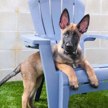 Yukon -  Belgian Shepherd Malinois Dog for Adoption in Newport Beach, California - Yukon | PetCurious