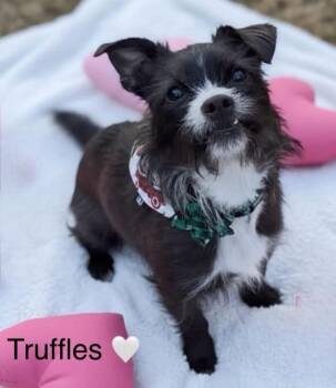 Terrier Dogs Available for Adoption in Rockwall, Texas - Truffles | PetCurious