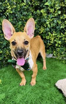Jerry -  Chihuahua Dog for Adoption in Lucas, Texas - Jerry | PetCurious