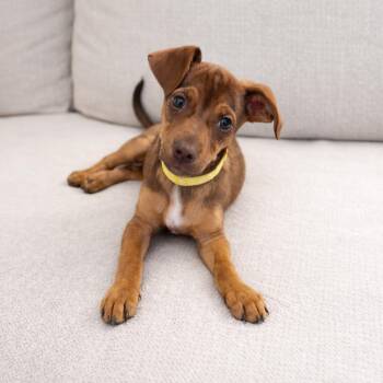 Chihuahua Dogs Available for Adoption - Rusty | PetCurious