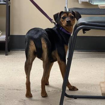 Jill -  Miniature Pinscher and Mixed Breed Dog for Adoption in Columbus, North Carolina - Jill | PetCurious