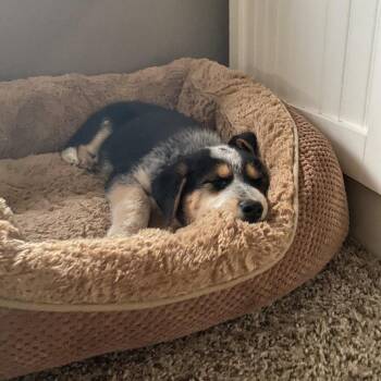 Turkey -  Mixed Breed Dog for Adoption in Buffalo, Minnesota - Turkey | PetCurious
