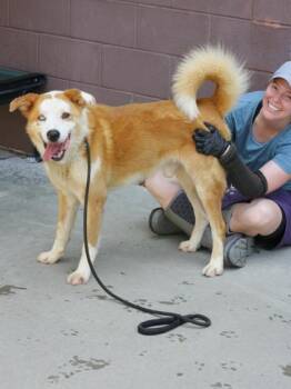 Mixed Breed Dogs Available for Adoption in Chamblee, Georgia - Regon -IN FOSTER | PetCurious